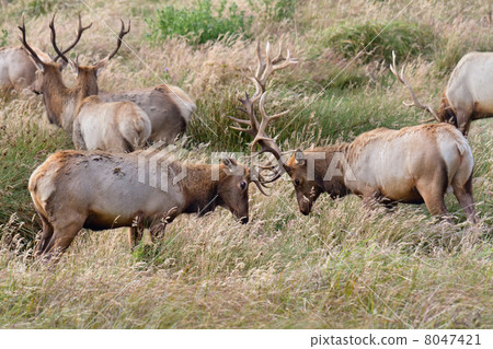 Fighting Elk 8047421