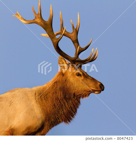 Elk Close Up 8047423