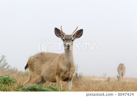 Young deer and mother who eats grass behind 8047424