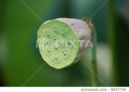 Lotus flower trunk Lotus flower trunk 8047736