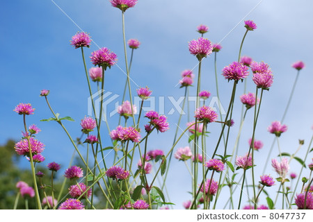 Blue Sky and Pink Thunder Blue Sky and Pink Thunder 8047737