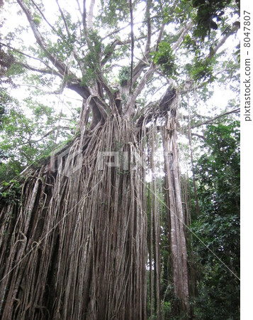 lapyuta, ghibli, hayao miyazaki 8047807