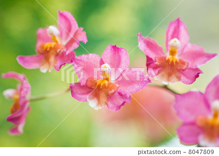 Cattleya Cattleya 8047809