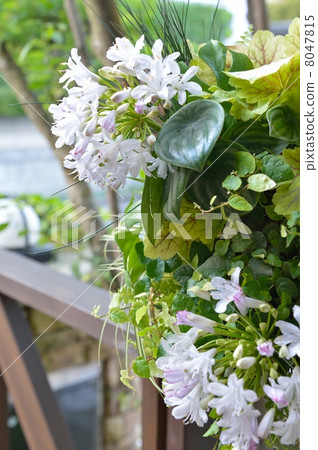 花 草花 花草 8047815