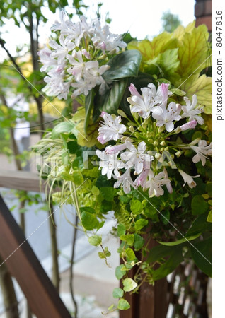 花 草花 花草 8047816