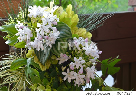 花 草花 花草 8047824