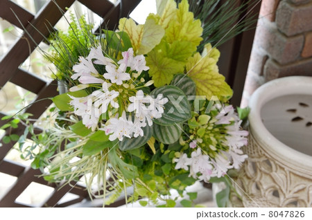 場景 花 草花 8047826