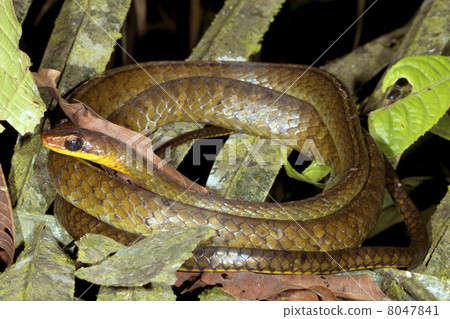 Smooth Machete Savanne (Chironius scurrulus) in the rainforest understory, Ecuador. Smooth Machete Savanne (Chironius scurrulus) in the rainforest understory, Ecuador. 8047841