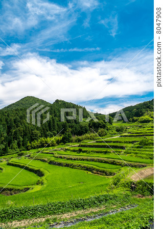 Summer rice terrace scenery 8047908