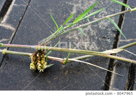 Rhizoma of Ogi 8047965