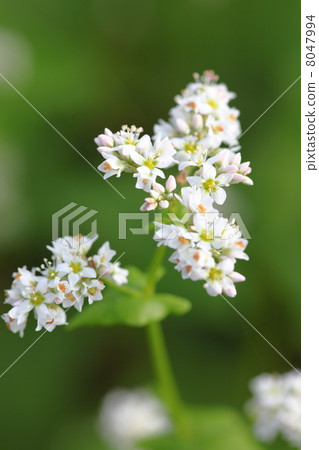 Buckwheat flowers 8047994