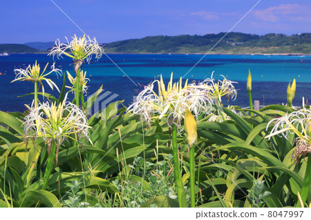 Kakushima的Hamayu 8047997