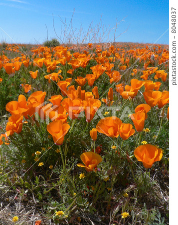California poppy California poppy 8048037