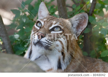 Bobcat 8048042