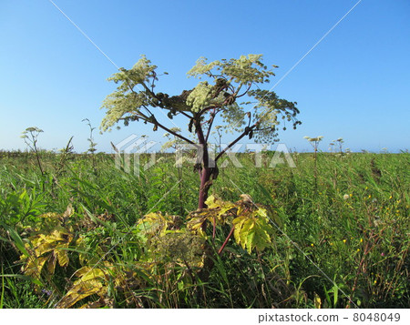 Hamatonbetsu-cho單板野生花園 8048049