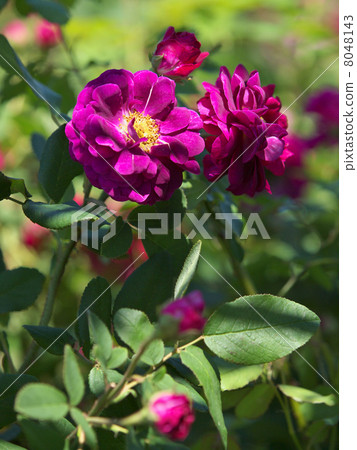 Tuscany Tuscany 8048143