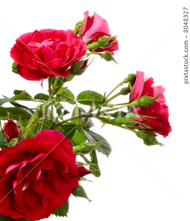 Rambler rose 8048327