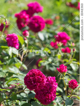 William Shakespeare 2000 William Shakespeare 2000 8048360