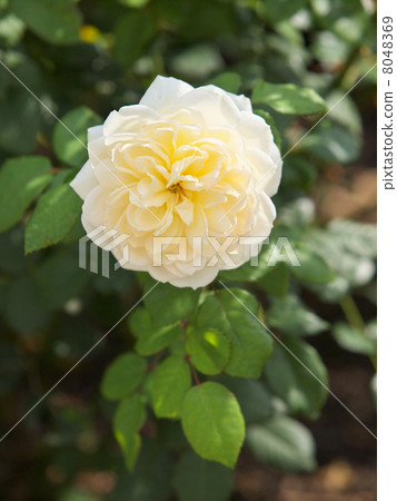 Crocus rose Crocus rose 8048369