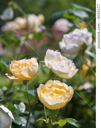 Contour de Champagne Contour de Champagne 8048377