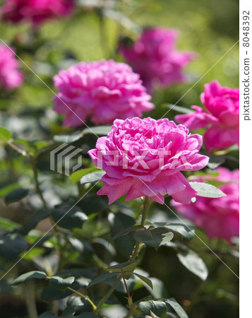 Noble Antony 8048392