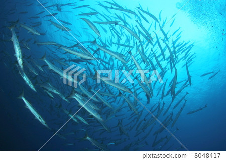 一群Blackfin Barracuda 8048417