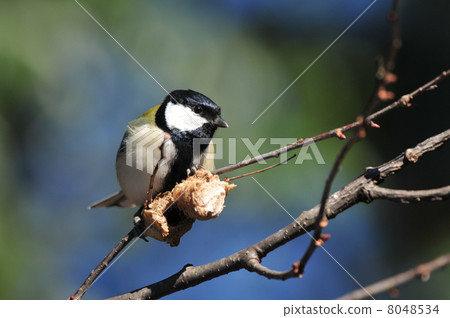 Tits fucking food 8048534