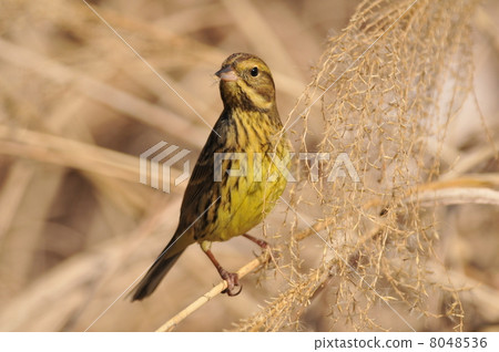 Aoji擊中了鈴木的耳朵 8048536