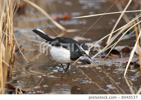 Seguro Sekirei尋找食物 Seguro Sekirei尋找食物 8048537