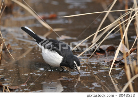 Seguro Sekirei尋找食物 8048538