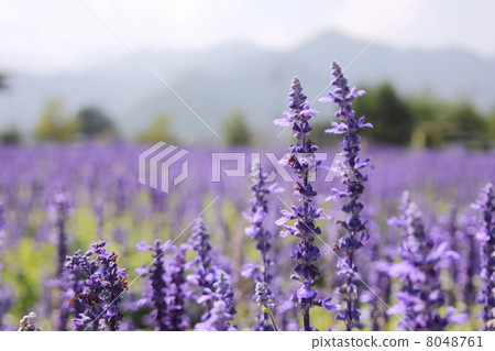Salvia flowers at the foot of the mountain 8048761