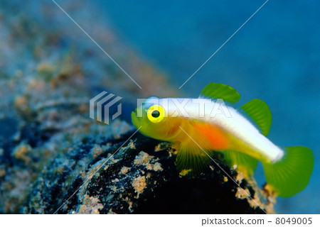 Nakamoto Irowake goby 8049005