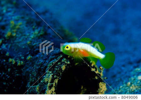 Nakamoto Irowake goby 8049006