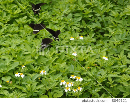 蝴蝶 8049121