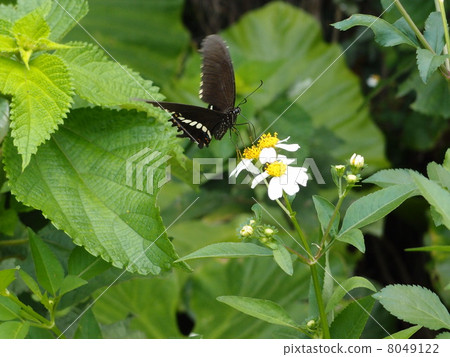 白翅鳳蝶 8049122