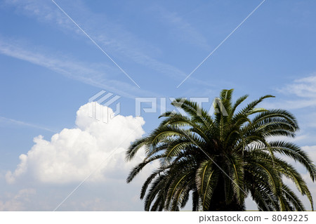 Cycads 8049225