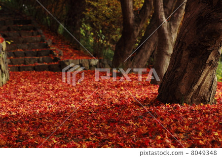 Autumn leaves fallen leaves Autumn leaves fallen leaves 8049348