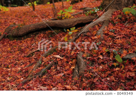 Autumn leaves fallen leaves Autumn leaves fallen leaves 8049349