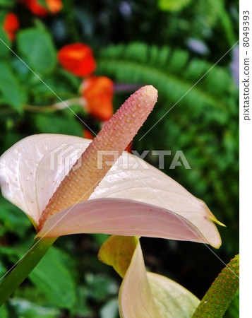 紅掌系列（粉色） 8049393