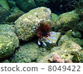 fish魚 8049422