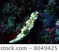 Kairo Umiji 8049425