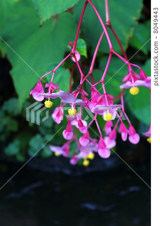 Sleeping blooming 8049443