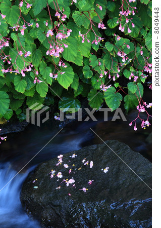 睡覺盛開 8049448