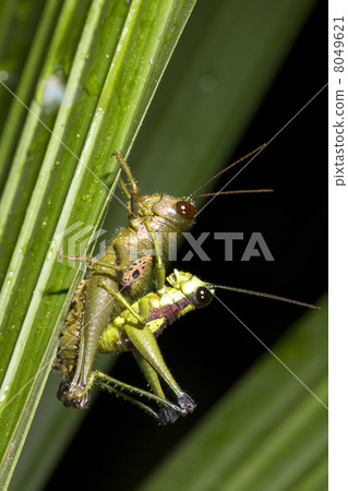 Grasshoppers mating in rainforest, ecuador. Grasshoppers mating in rainforest, ecuador. 8049621