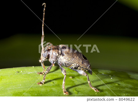 Longhorn beetle ( family Cerambycidae) on a leaf in rainforest understory, Ecuador Longhorn beetle ( family Cerambycidae) on a leaf in rainforest understory, Ecuador 8049622