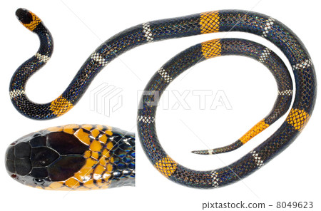 Hemprich's Coral Snake (Micrurus hemprichii ortoni).  8049623