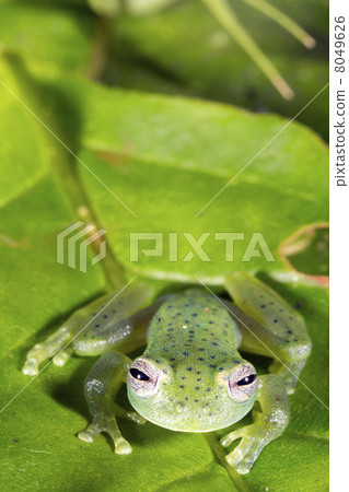 Vitreorana oyampiensis - A very rare species of glass frog from Ecuador 8049626