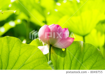 蓮花 8049755