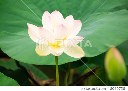 蓮花 8049758