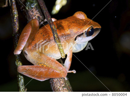 Peruvian rain frog (Pristimantis peruvianus) Calling male with inflated vocal sac. 8050004